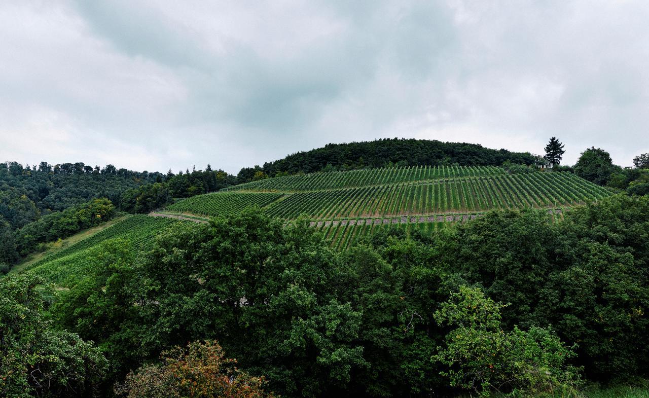 Weingut Hees - Landgasthof Zum Jaeger Aus Kurpfalz Auen Extérieur photo
